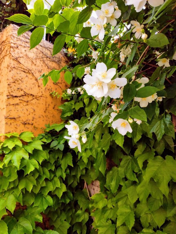 B&B L'Edera Di Caterina Reggio di Calabria Dış mekan fotoğraf